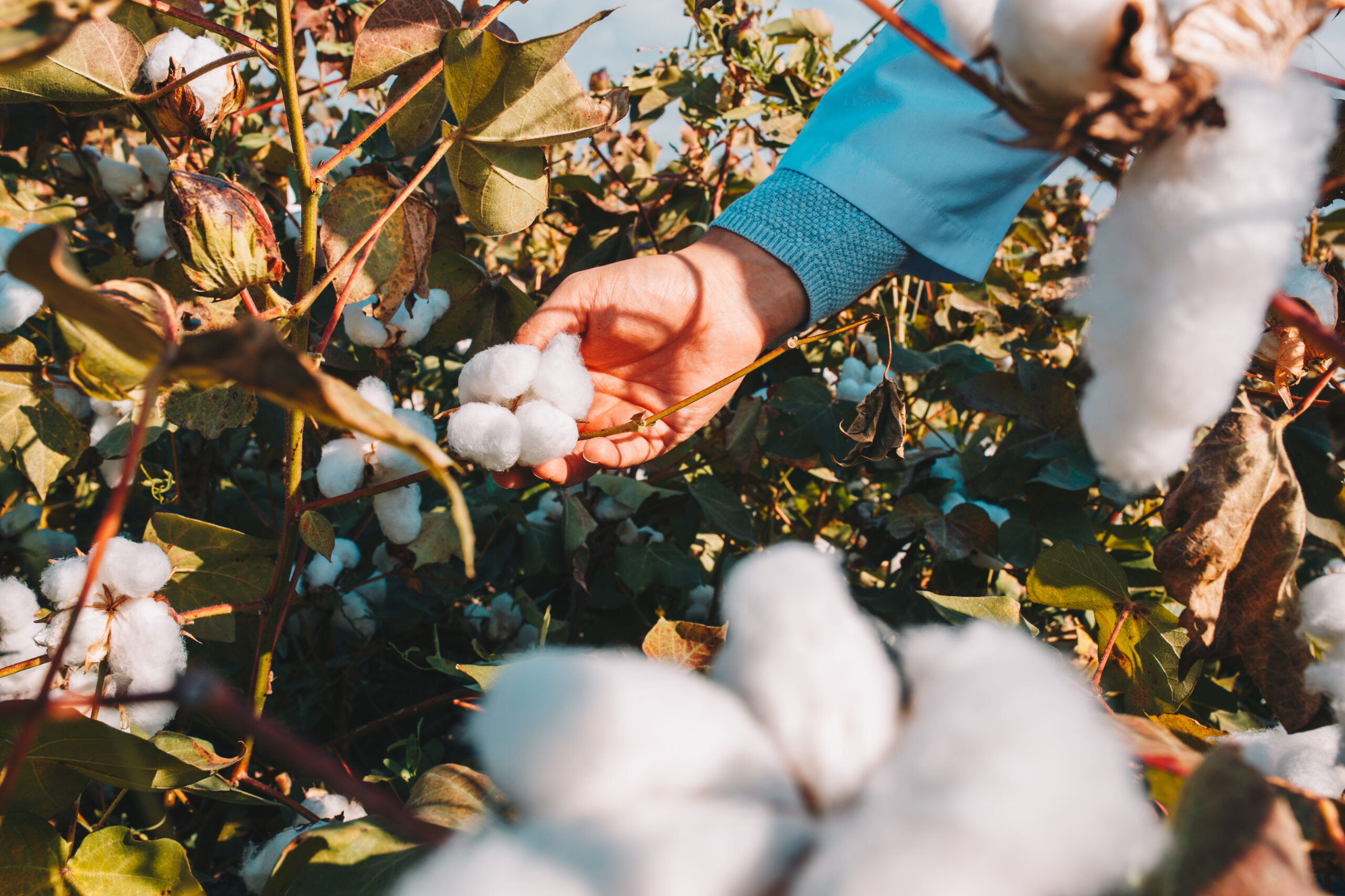 une main qui tient une fleur de coton